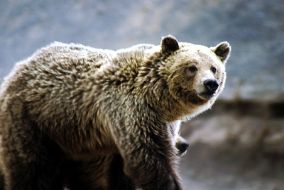 Grizzlybeer in Amerikaans nationaal park wederom beschermde diersoort