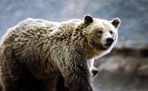 Grizzlybeer in Amerikaans nationaal park wederom beschermde diersoort